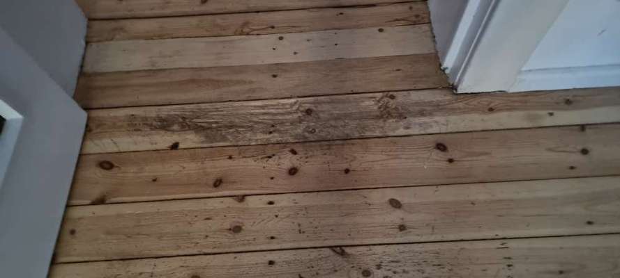 Zeig mir, dass du mit einem hund zusammenlebst....-Beitrag-Bild