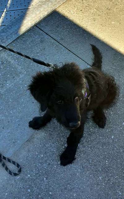 Welpen Bilder !-Beitrag-Bild