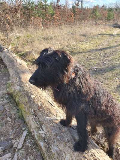 Welpen Bilder !-Beitrag-Bild