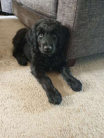 Welpen Bilder !-Beitrag-Bild