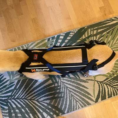 Non-Stop dogwear Canicross Geschirr
Free Motion Größe 6-Beitrag-Bild