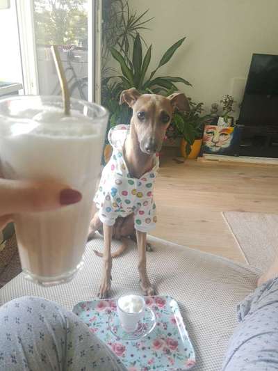 Windhunde - Treffen der besonderen Schönheiten
HERZLICH WILLKOMMEN-Beitrag-Bild