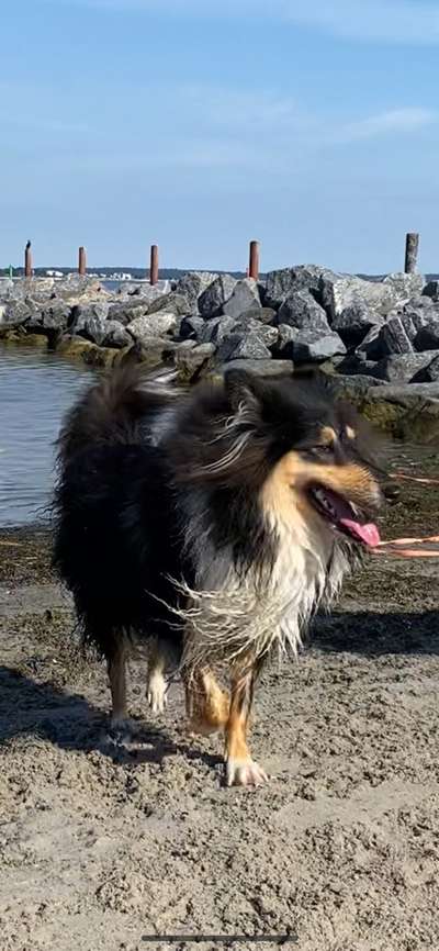 Collies -wo seid ihr?-Beitrag-Bild