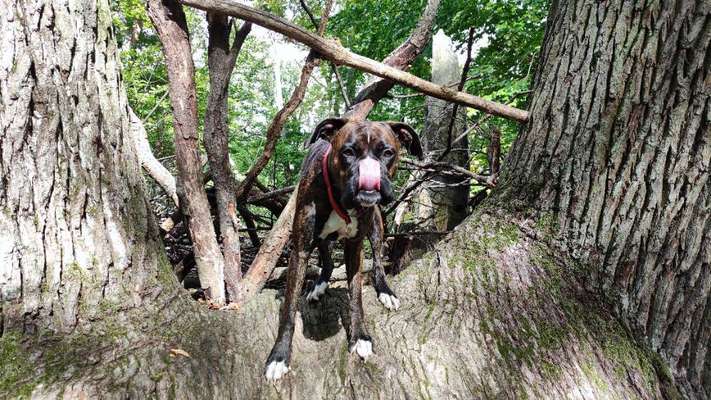 Dogorama Photo Challenge - Fail/Outtakes-Beitrag-Bild