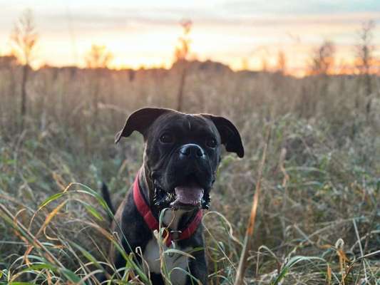 Hundetreffen-Gassitreffen, Spielfreund gesucht-Bild