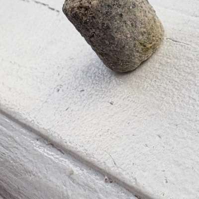 Giftköder-Giftköder aussehend wie Stein-Bild