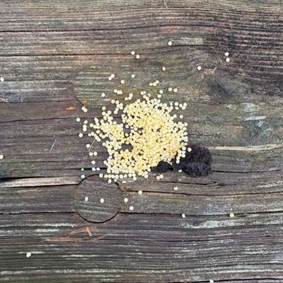 Giftköder-Giftköder??-Bild