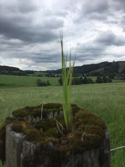 Die wunderschöne Welt mit Hund.-Beitrag-Bild