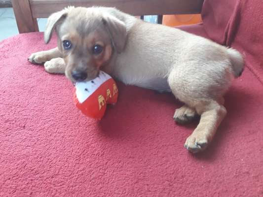 Welpenfotos-Beitrag-Bild