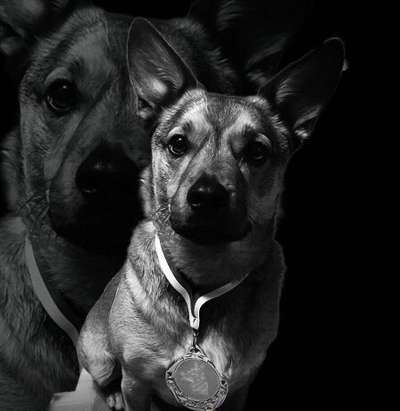 Mischlingshunde Foto Aufruf-Beitrag-Bild