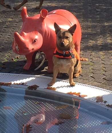 Welpenfotos-Beitrag-Bild