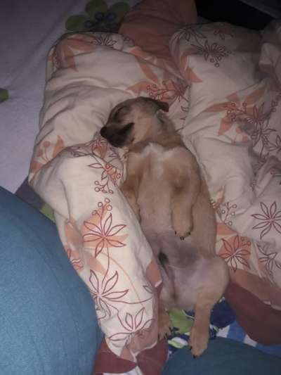 Welpenfotos-Beitrag-Bild