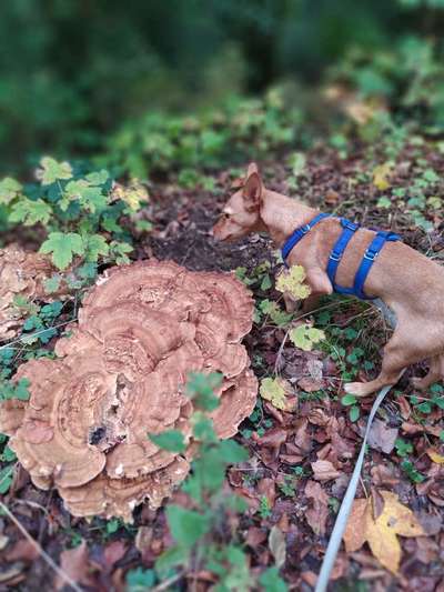 Die Dogorama Kalender Challenge Teil 3/4-Beitrag-Bild