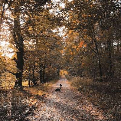Hundetreffen-Hundesitting am Dümmer :)-Bild