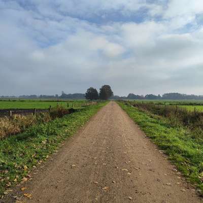 Hundetreffen-Hundesitting am Dümmer :)-Bild