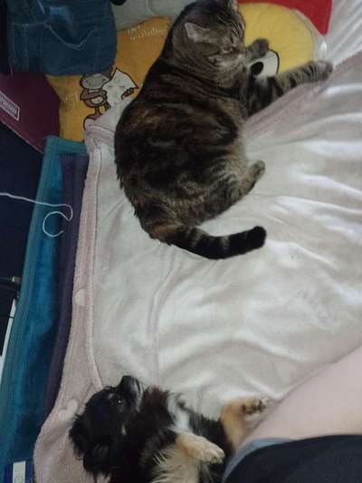 Wo sind die Chihuahua Besitzer ?-Beitrag-Bild