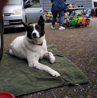 Fotochallenge Nr 96.: Bunt, Bunter, Hund 💐🌹🍁-Beitrag-Bild