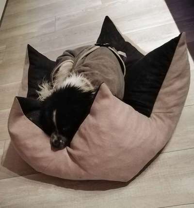 Hundekleidung - Top oder Flop-Beitrag-Bild