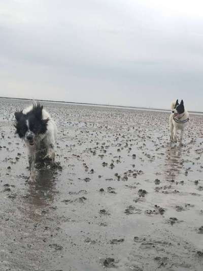 TierschutzhundeStammtisch🐕-Beitrag-Bild