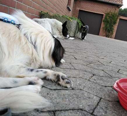 Dogorama Photo Challenge - Gegensätze-Beitrag-Bild