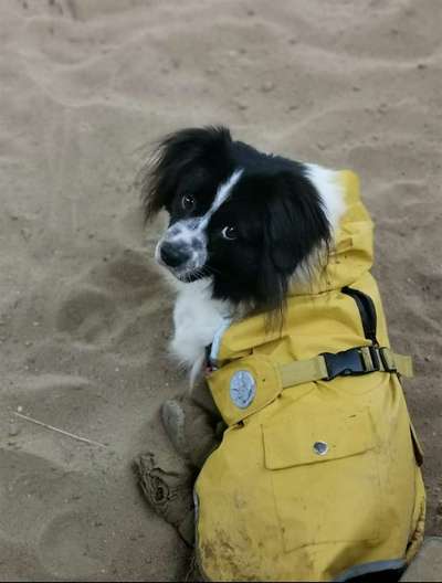 Hundekleidung - Top oder Flop-Beitrag-Bild