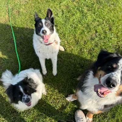 TierschutzhundeStammtisch🐕-Beitrag-Bild
