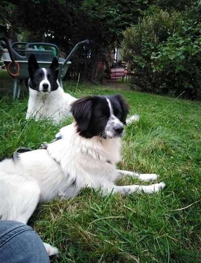 TierschutzhundeStammtisch🐕-Beitrag-Bild