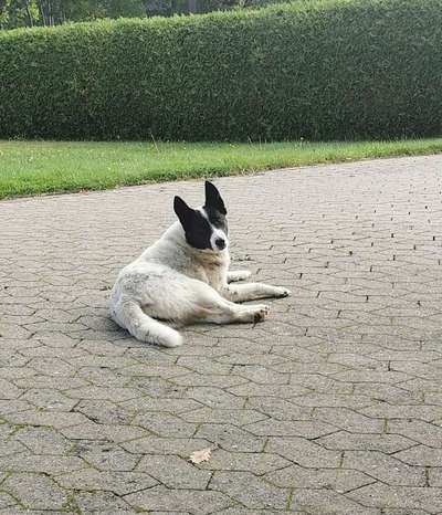 Seltene Rassen!-Beitrag-Bild