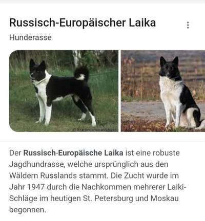 Welche Rasse könnte hier drin stecken?-Beitrag-Bild