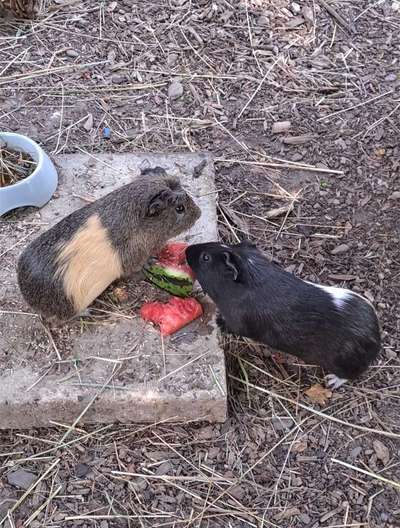 TierschutzhundeStammtisch🐕-Beitrag-Bild