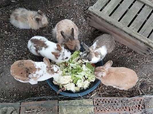 TierschutzhundeStammtisch🐕-Beitrag-Bild