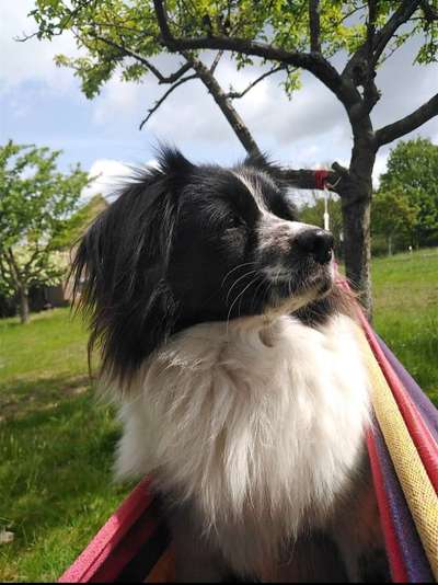 Fotochallenge Nr 96.: Bunt, Bunter, Hund 💐🌹🍁-Beitrag-Bild