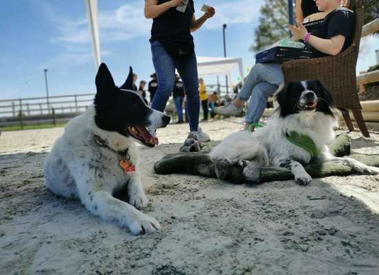 TierschutzhundeStammtisch🐕-Beitrag-Bild