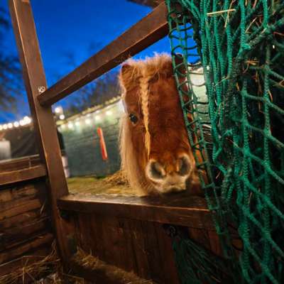 TierschutzhundeStammtisch🐕-Beitrag-Bild