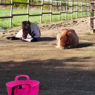 TierschutzhundeStammtisch🐕-Beitrag-Bild