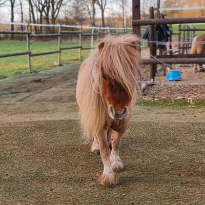 TierschutzhundeStammtisch🐕-Beitrag-Bild
