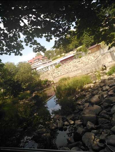 Die wunderschöne Welt mit Hund.-Beitrag-Bild