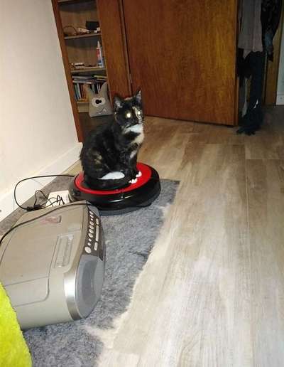 TierschutzhundeStammtisch🐕-Beitrag-Bild