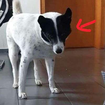 TierschutzhundeStammtisch🐕-Beitrag-Bild