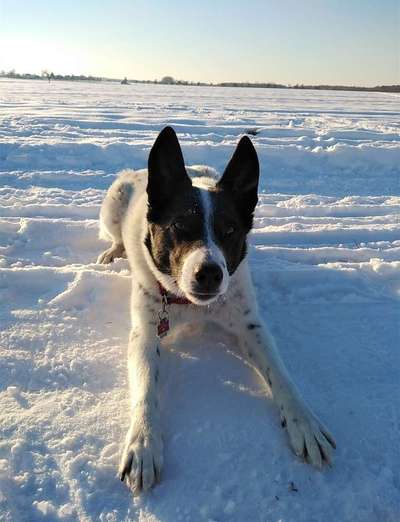 Foto Challenge Nr.: 114
Hunde im Schnee-Beitrag-Bild