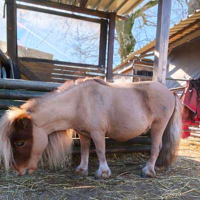 TierschutzhundeStammtisch🐕-Beitrag-Bild
