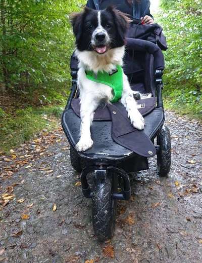 Mischlingshunde Foto Aufruf-Beitrag-Bild