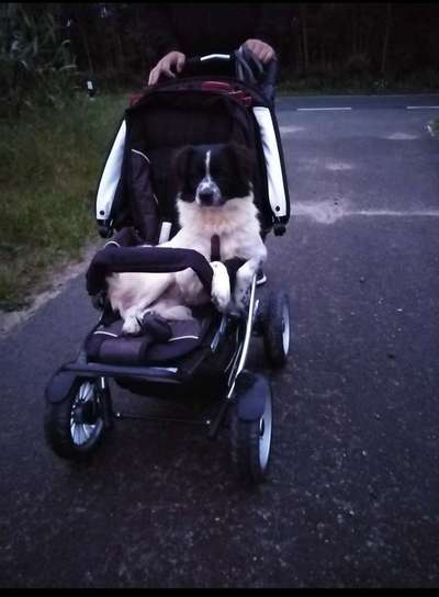 TierschutzhundeStammtisch🐕-Beitrag-Bild