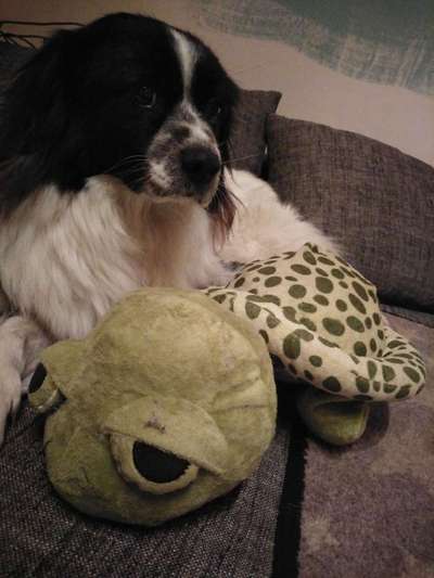 TierschutzhundeStammtisch🐕-Beitrag-Bild