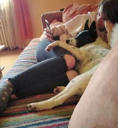 Auslandstierschutz-Beitrag-Bild