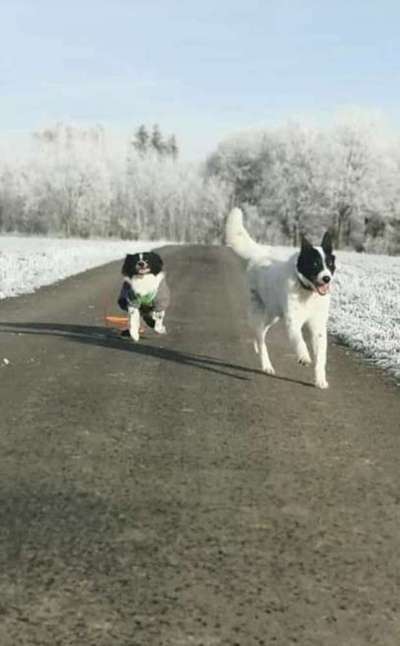 Mischlinge raten - Rätselspaß-Beitrag-Bild