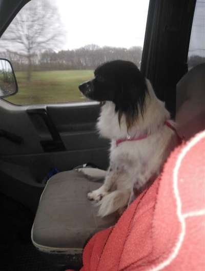 TierschutzhundeStammtisch🐕-Beitrag-Bild