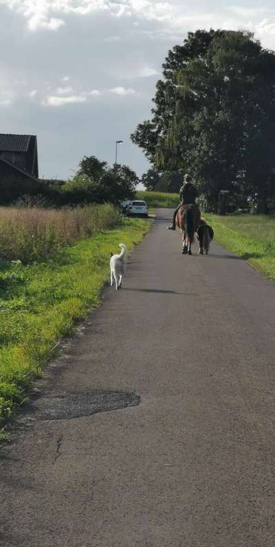 TierschutzhundeStammtisch🐕-Beitrag-Bild