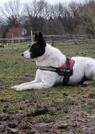 TierschutzhundeStammtisch🐕-Beitrag-Bild