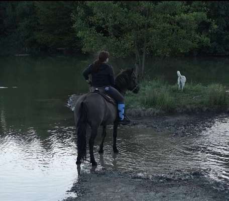 Dogorama-Monats-Challenge-Mai "Wasser"-Beitrag-Bild